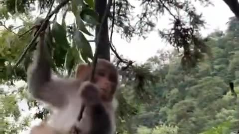 HD funny monkey 🐒 video