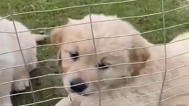 Funniest & Cutest Golden Retriever Puppies - 30 Minutes of Funny Puppy Videos 2022