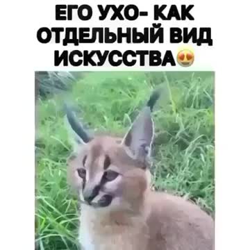 His ear is like tempting:Его ухо как искусиво