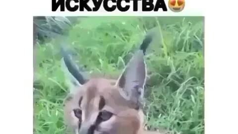 His ear is like tempting:Его ухо как искусиво