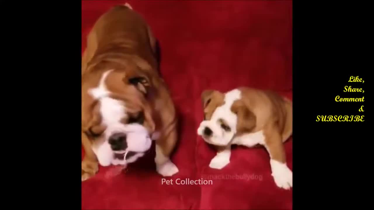 Cute and funny pets