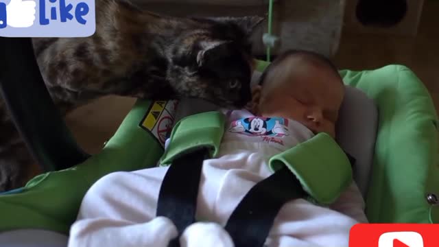 Cats Meeting Babies Compilation Part 01