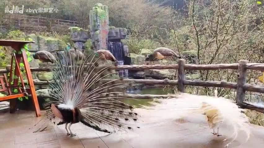 [Bifeng gorge bird paradise] international bird love day!