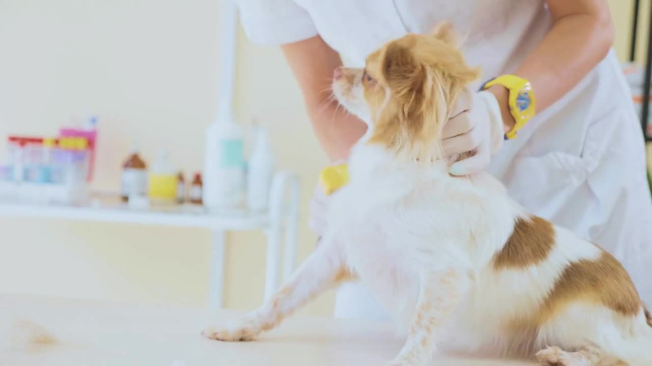 Examining in veterinary clinic. Vet combing dog during exam. Pet concept