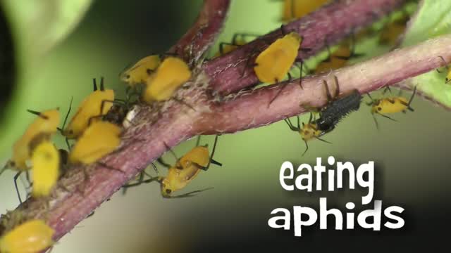 Time Lapse of Ladybug - Animal Eduacation - Life Cycle 4