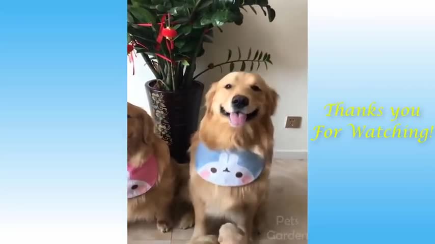 Cute Pets And Funny Animals Compilation 10 Pets Garden_ Realmoh