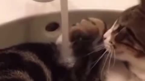ments Viral Clips #shorts Video🤣_ #trending #animals #funny #reels