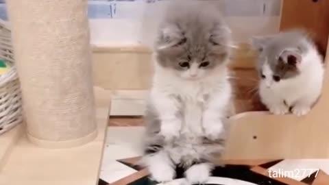 Cute cat baby nice video