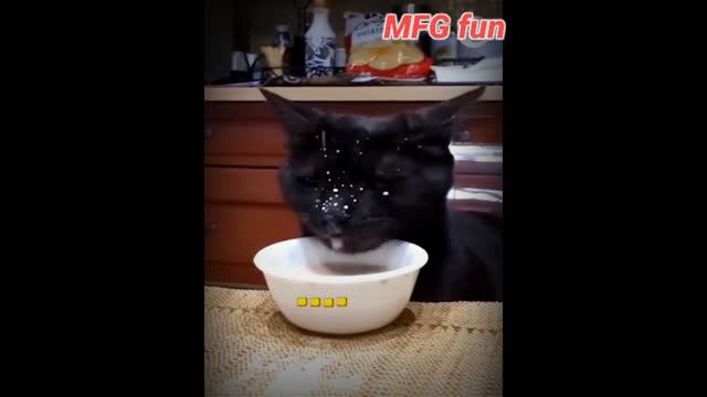 So Funny 🤣🤣🤣DOG AND CATS Video #MFGfun