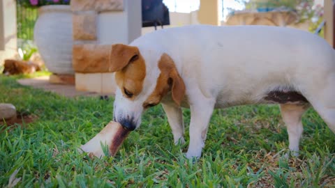 dog in the garden of the house