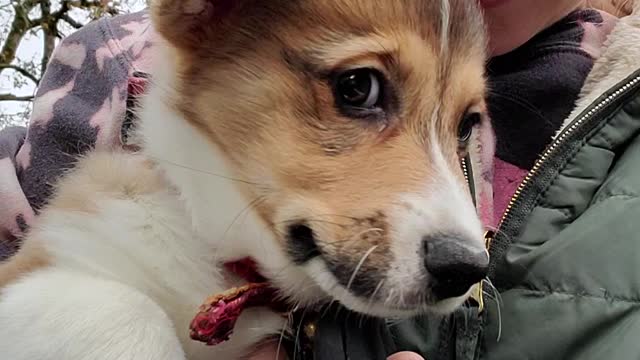 Meet Baby Ray! The Corgi!