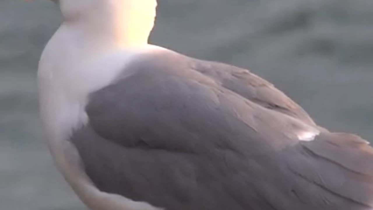 Flock of sea gulls