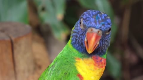 Cute Animals parrot videos compilation