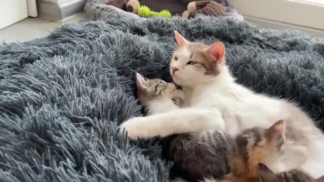 Mom Cat Plays with Her Son Tiny Kitten