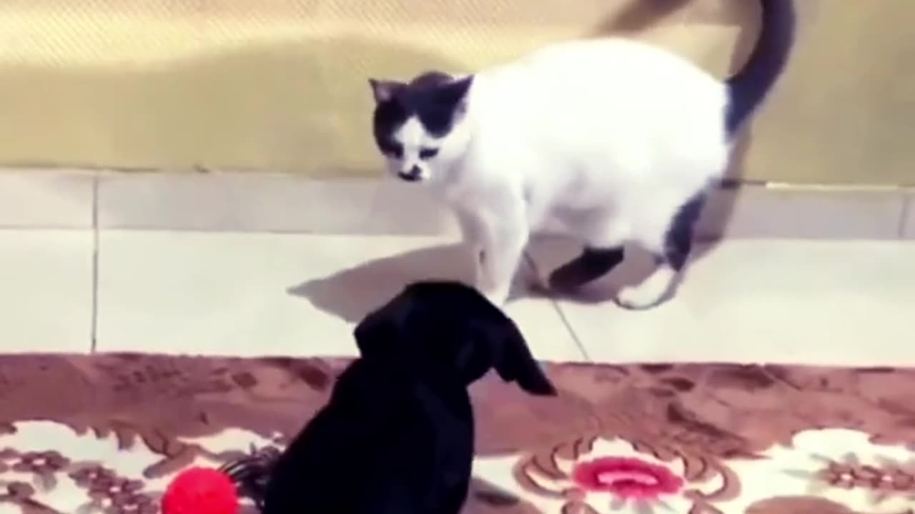 funny cat video