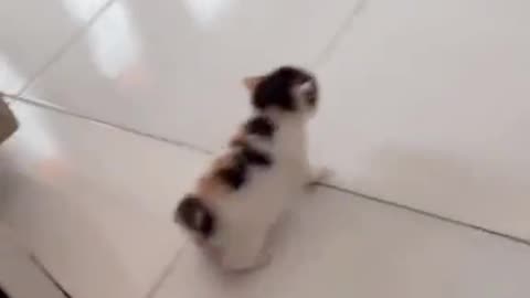 cute puppy