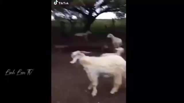 FUNNY ANIMAL VIDEO COMPILATION 2022😹😺😻