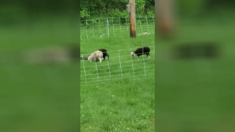 Gladiator Lambs