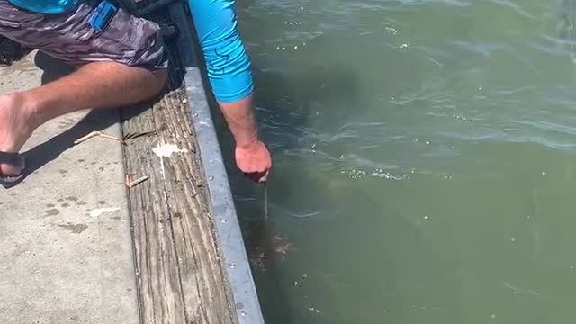 Feeding Sharks From the Dock