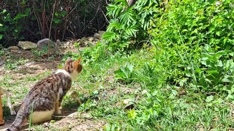 A male street cat caught and ate a lizard.