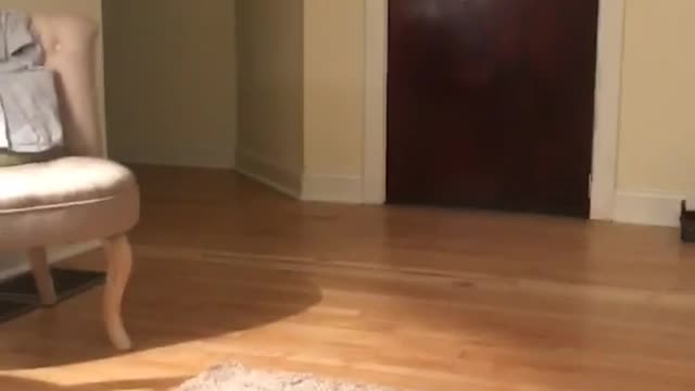 Black kitten plays fetch with small red ball