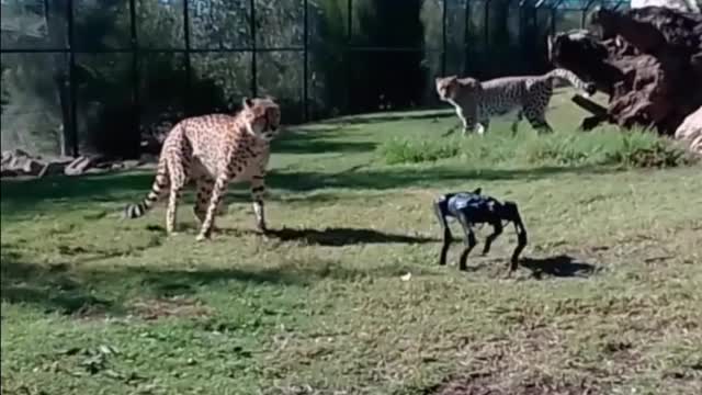 Cheeter Vs Robo dog