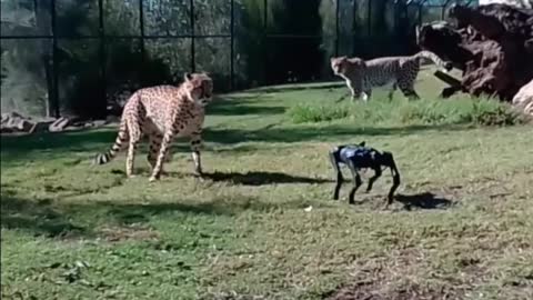 Cheeter Vs Robo dog