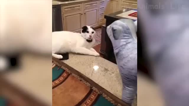 Cat funny