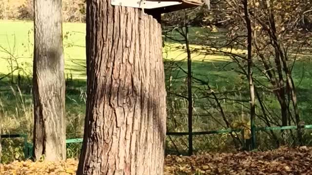 Squirrels play at the feeder