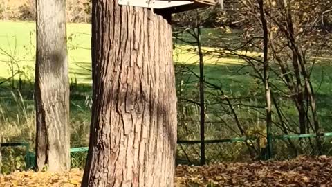 Squirrels play at the feeder