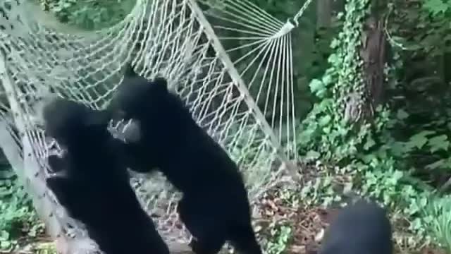 These two young black bears seems to be very interested in this hammock