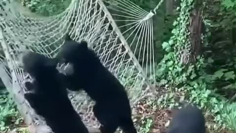 These two young black bears seems to be very interested in this hammock