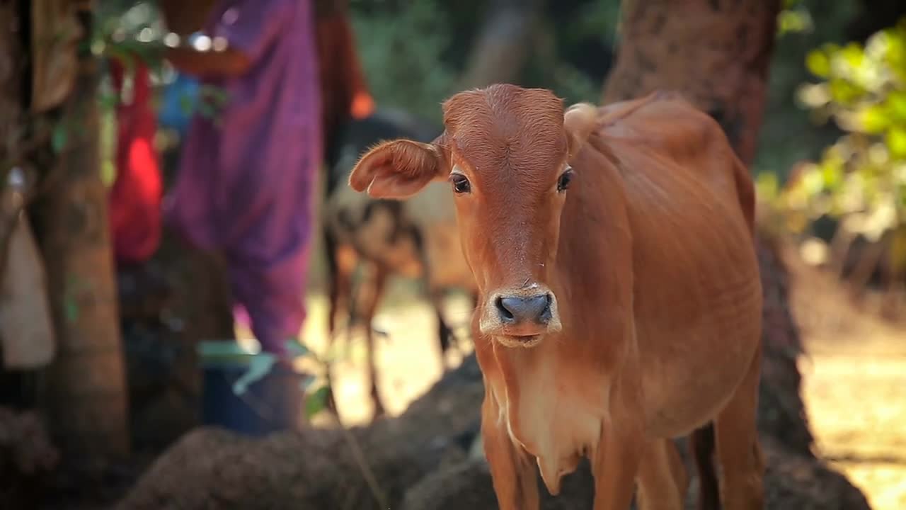 Cow in indian countryside