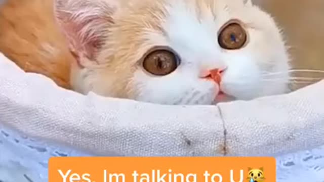 cute kittens in a video