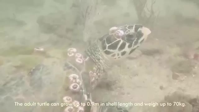 Hawksbill Sea Turtle