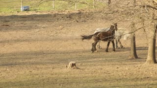 Beautiful horses running and playing