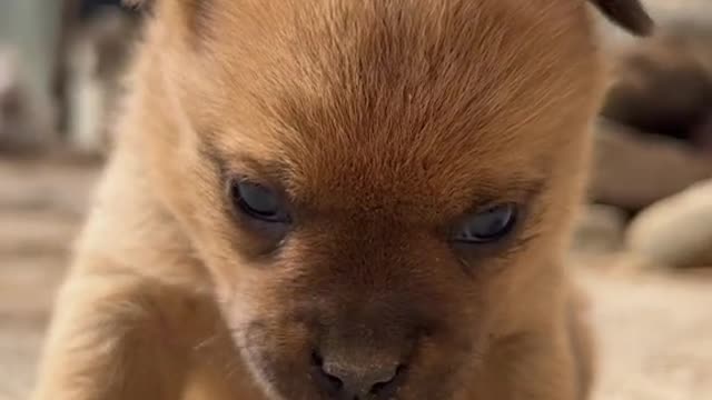 Cute Puppy