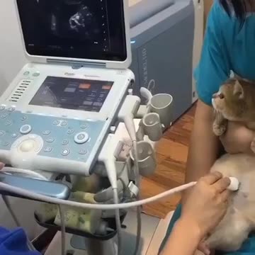 congratulations my cat is pregnant 😍