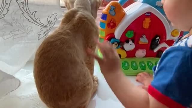 Adorable toddler cuddles with impressively playing cat