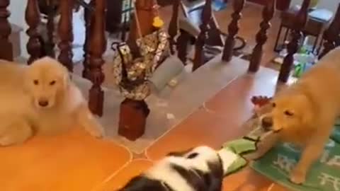 Frog Interactive Tool