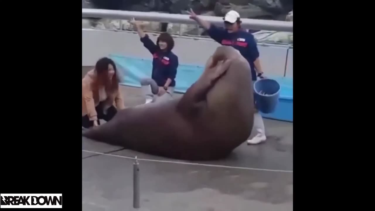 Kumpulan video hewan lucu