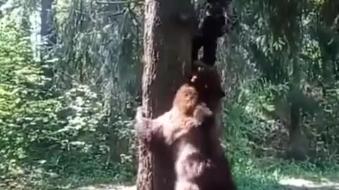 Bear Level 1000