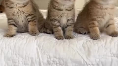 Sweet cats