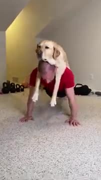 How do you workout with your pet