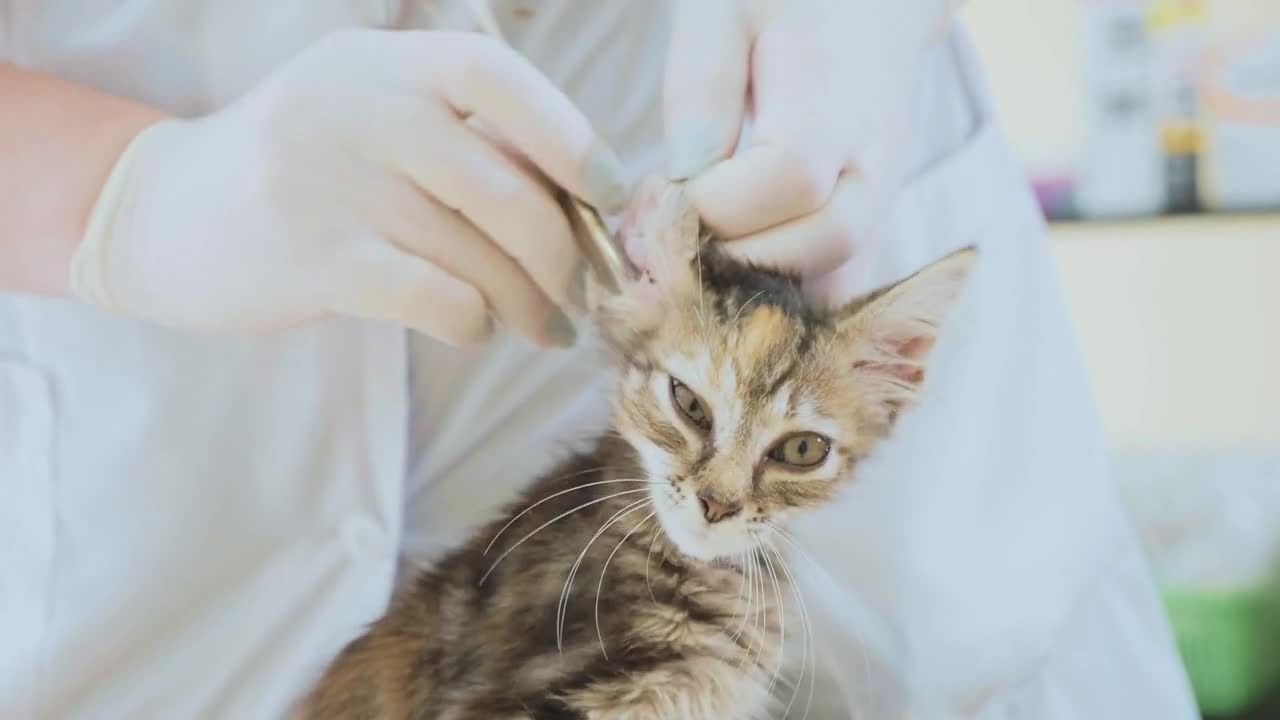 The veterinarian is cleaning the ears of a little kitten at veterinary clinic