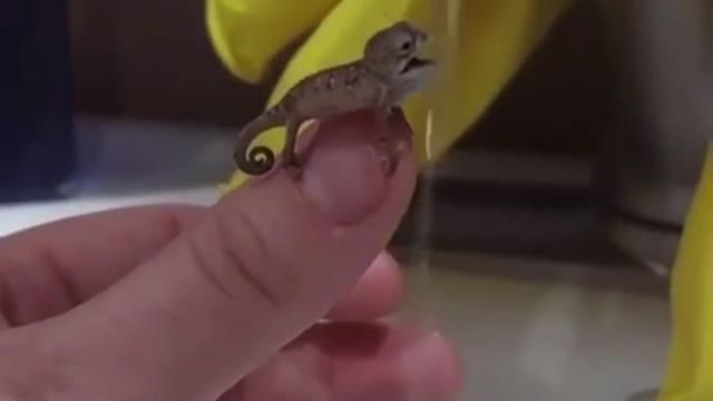 chameleon taking shower