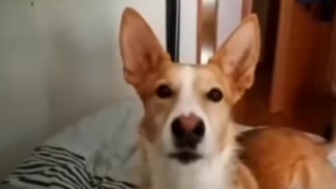 Song of dog