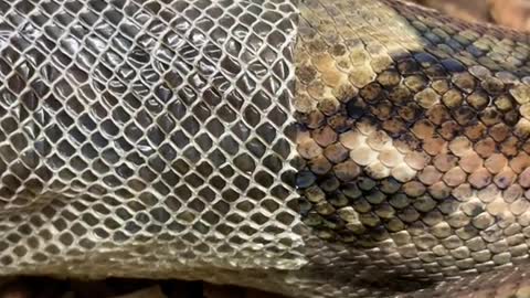 Snake skin release video