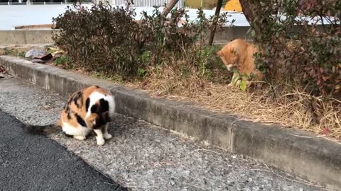 Two cats licking their bodies.