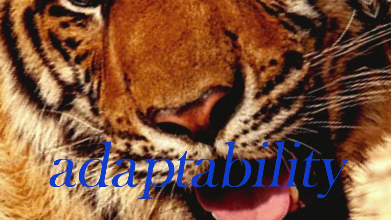 Tiger inspiration for build up our lifestyle